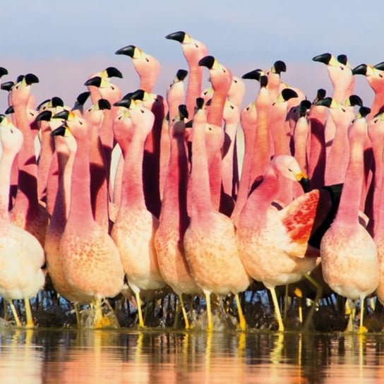 Karnet okolicznościowy, Andean Flamingoes Museums & Galleries