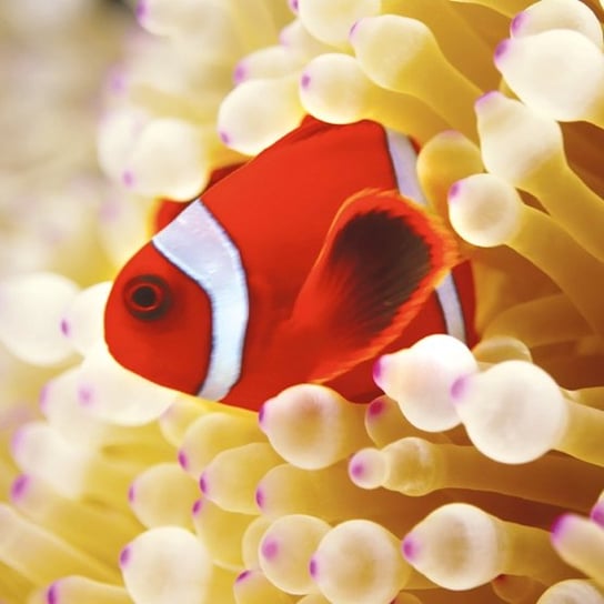 Karnet okolicznościowy, Clownfish in sea anemone Museums & Galleries