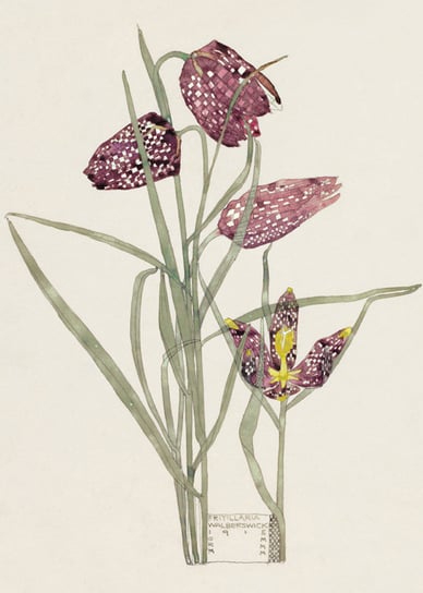 Karnet okolicznościowy, Fritillaria, beżowy Museums & Galleries