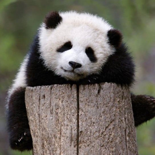 Karnet okolicznościowy, Giant Panda Baby Museums & Galleries