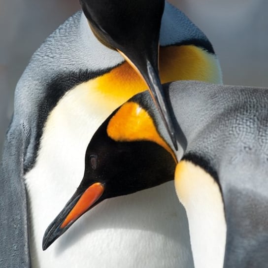 Karnet okolicznościowy, King Penguins Museums & Galleries