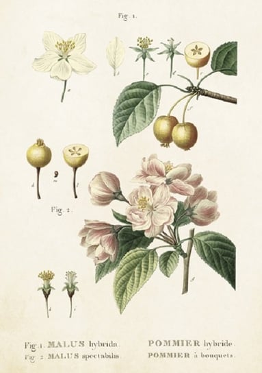 Karnet okolicznościowy, Kwiaty jabłoni Skona Ting