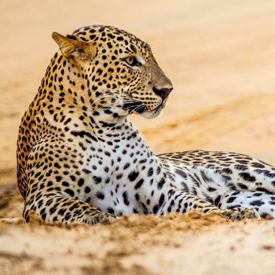 Karnet okolicznościowy, Leopard in sand Museums & Galleries