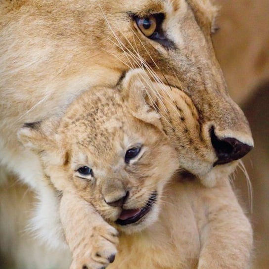 Karnet okolicznościowy, Lioness and cub Museums & Galleries