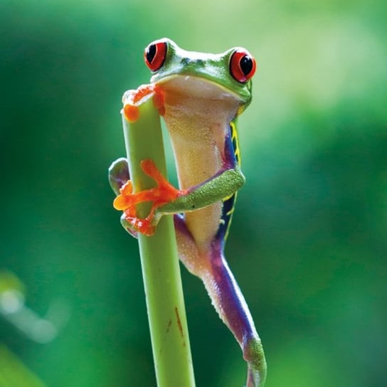 Karnet okolicznościowy, Red Eyed Frog Museums & Galleries