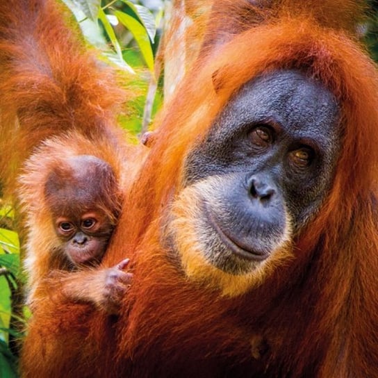 Karnet okolicznościowy, Sumatran Orangutan and Baby Museums & Galleries