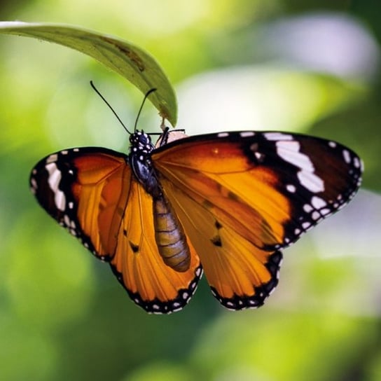 Karnet okolicznościowy, Tiger Butterfly Museums & Galleries