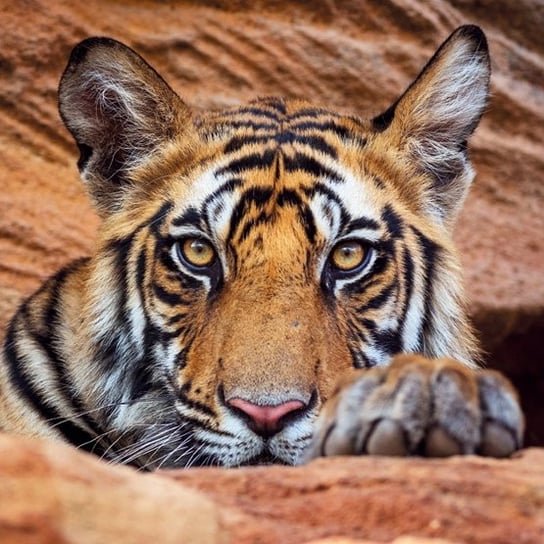 Karnet okolicznościowy, Tiger cub Museums & Galleries