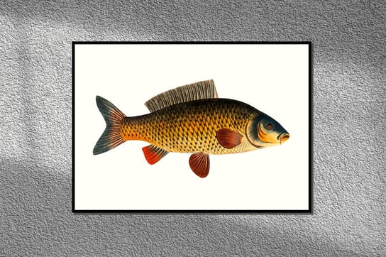 Karp, ryba, grafika na ścianę, plakat vintage 30x21 cm (A4) / DodoPrint Dodoprint