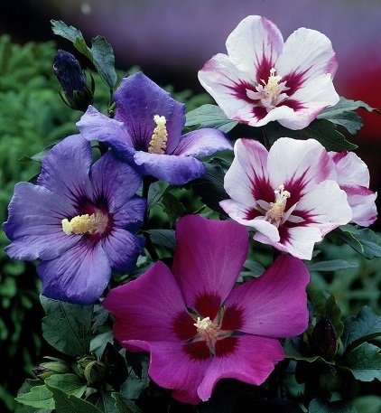 KETMIA SYRYJSKA HIBISCUS SYRIACUS MIX KOLORÓW DobreNasiona.pl