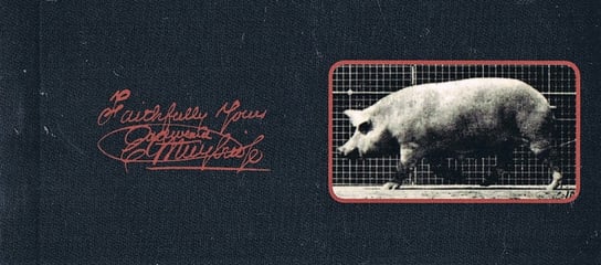 Kineograf Muybridge Flipbook - Swinia (Edycja 2011) Kineograf