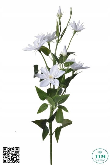 KLEMATIS GAŁĄZKA BIAŁY 80 CM - 18 SZT Agawa