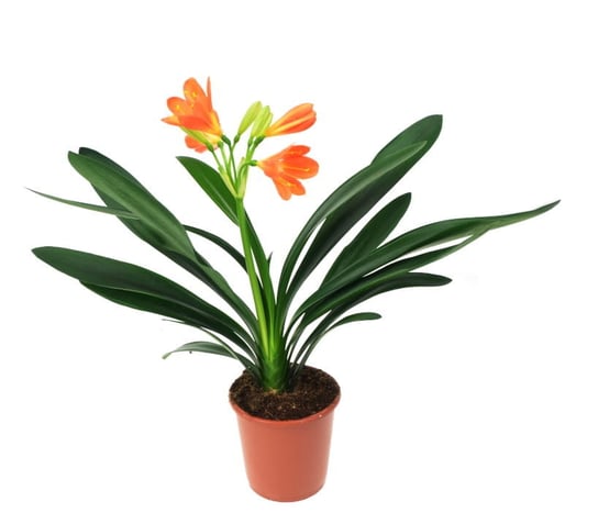 Kliwia pomarańczowa,  cynobrowa clivia Miniat ~ 50 cm DIXIE STORE