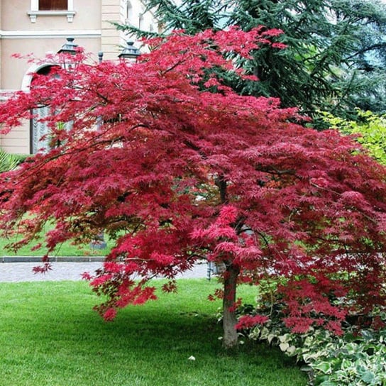 Klon palmowy ‘Atropurpurea’ Inna marka