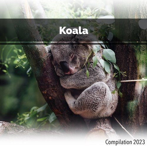 Koala Compilation 2023 John Toso, Mauro Rawn, Benny Montaquila Dj