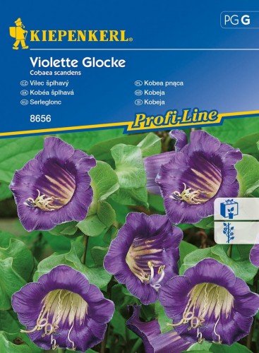 Kobea pnąca Violette Glocke Cobaea scandens KIEPENKERL