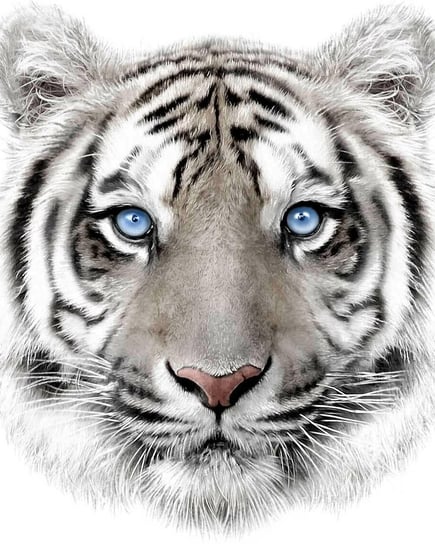 Kocyk z mikroflaneli 120x150 Tygrys biały błękitne oczka White Tiger pled dziecięcy 4959 Jerry Fabrics
