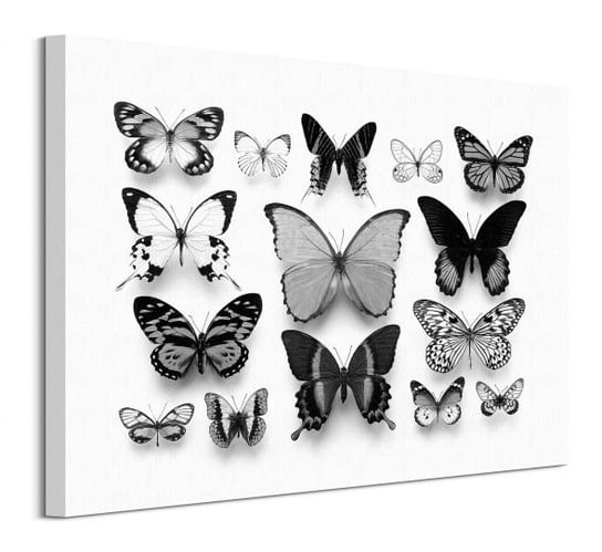 Kolekcja Motyli - obraz na płótnie Inna marka