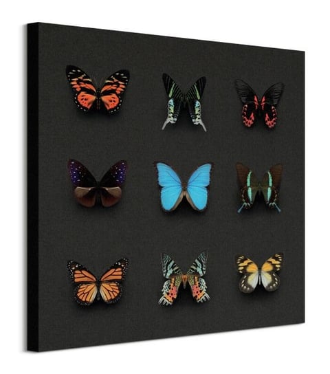 Kolorowe Motyle - obraz na płótnie Inna marka