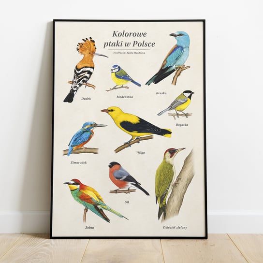 Kolorowe ptaki w Polsce - Autorski Plakat Edukacyjny 30x40 cm TukanMedia