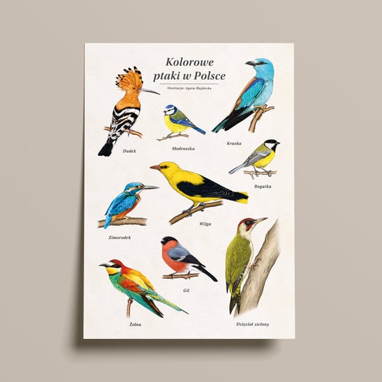 Kolorowe ptaki w Polsce - Autorski Plakat Edukacyjny 48x68 cm TukanMedia