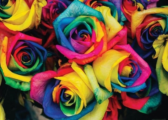 Kolorowe Róże - Plakat Nice Wall