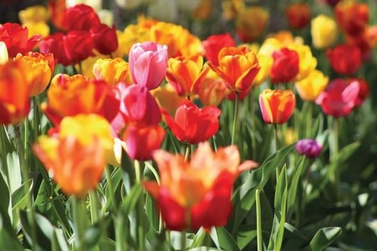 Kolorowe Tulipany - Plakat Nice Wall