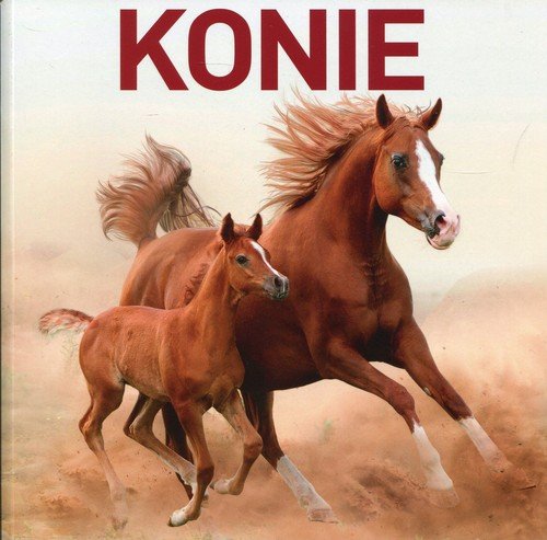 Konie Stround Jon