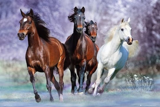 Konie w biegu - plakat 91,5x61 cm GB eye