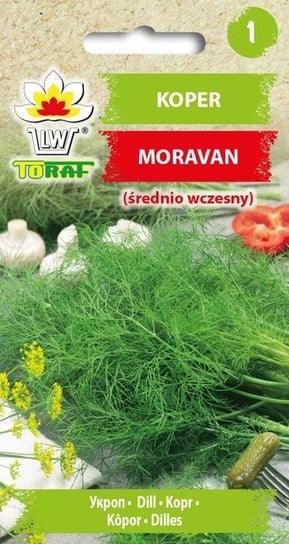 Koper ogrodowy  MORAVAN
Anethum graveolens L. Toraf