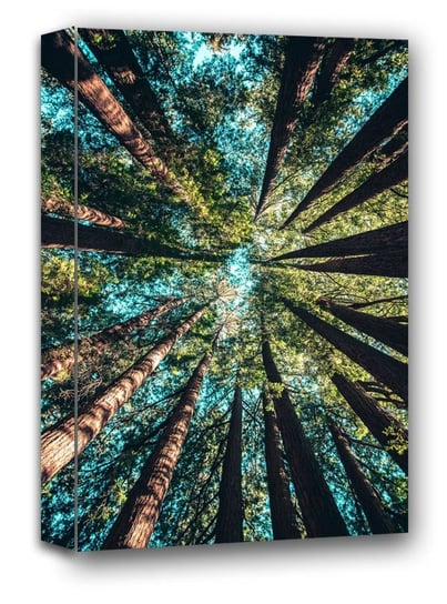 Korony drzew - obraz na płótnie 60x80 cm Galeria Plakatu