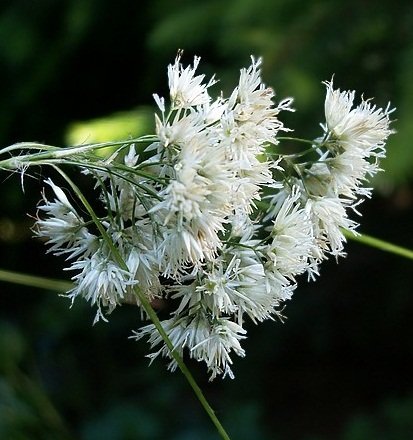 KOSMATKA ŚNIEŻNA (LUZULA NIVEA) 30 NASION DobreNasiona.pl