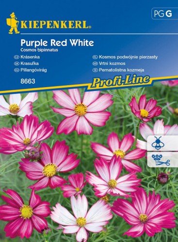 Kosmos Podwójnie Pierzasty 'Purple Red White' – Nasiona Kiepenkerl KIEPENKERL