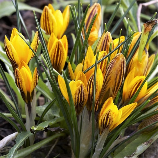 Krokus Wiosenny Zwanenburg Brozne 10 szt Krokusy cebulki krokusów BENEX