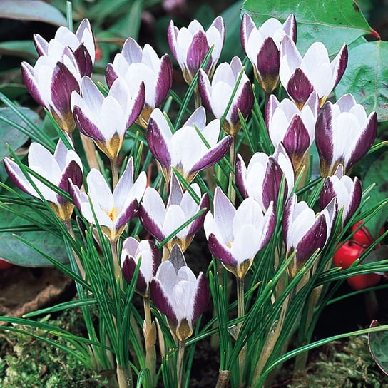 Krokusy Krokus Wiosenny Lady Killer 10 szt cebulki BENEX