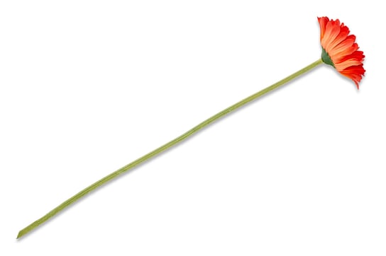 Kwiat Gerbera GERBERIS czerwony / 35 / 45% tkanina/50% plastik/5% drut Konsimo