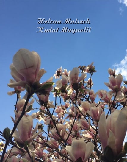 Kwiat magnolii Mniszek Helena
