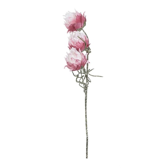 Kwiat Protea 75cm, 75 cm Dekoria