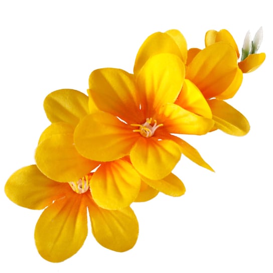 Kwiatostan Frezji Ozdobny Ciemnożółty Siima