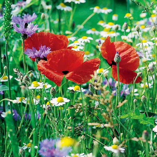 Kwietna Łączka - Mieszanka Kwiatów Polnych 500g Toraf