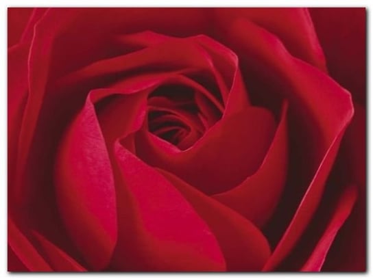 La Rose plakat obraz 80x60cm Wizard+Genius