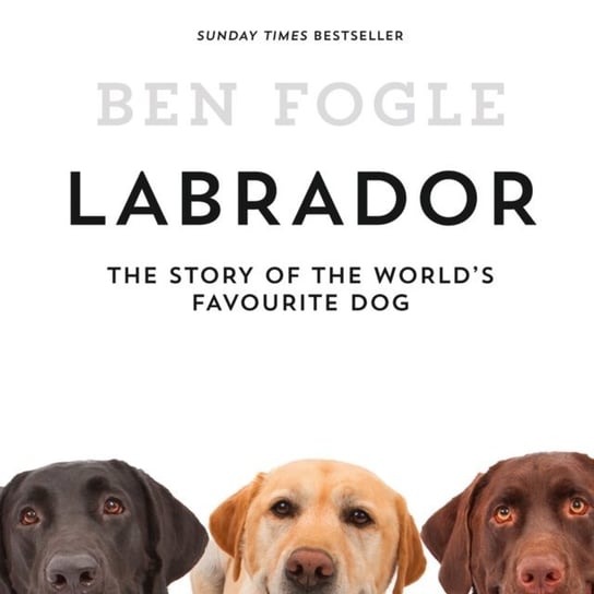 Labrador Fogle Ben