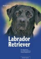 Labrador Retriever Schwab Monika