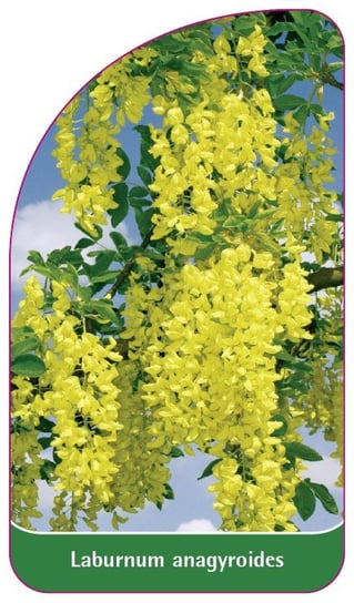 Laburnum anagyroides Euroflora