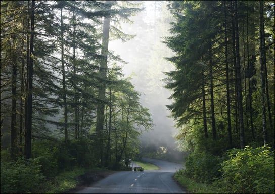 Lady Bird Johnson Grove in Northern California., Carol Highsmith - plakat 100x70 cm Galeria Plakatu