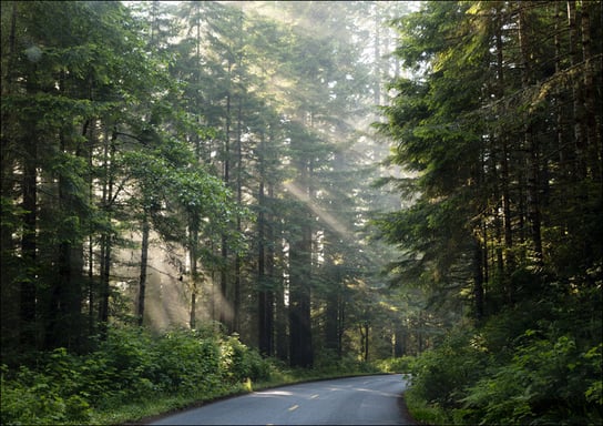 Lady Bird Johnson Grove in Northern California, Carol Highsmith - plakat 59,4x42 cm Galeria Plakatu