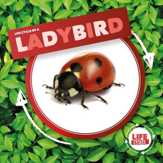 Ladybird Kirsty Holmes