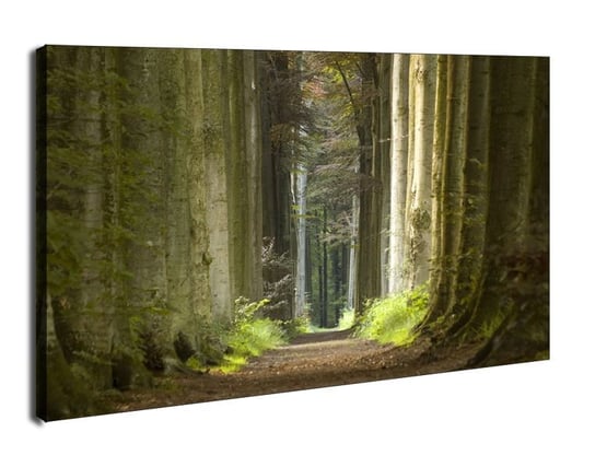 Las, wiosenny poranek - obraz na płótnie 120x90 cm Galeria Plakatu