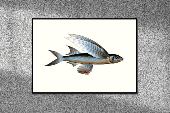 Latająca ryba, grafika na ścianę, plakat vintage 30x21 cm (A4) / DodoPrint Dodoprint