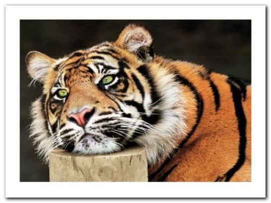 Lazy Tiger plakat obraz 80x60cm Wizard+Genius